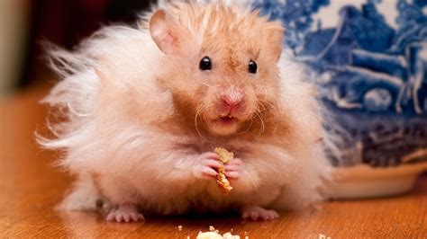 Hamster Hd Wallpapers Backgrounds