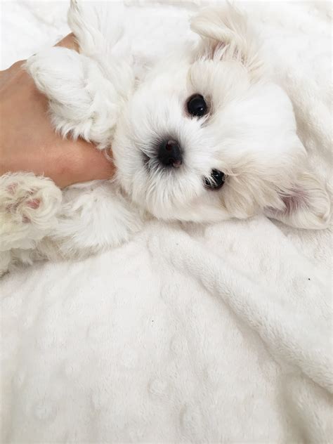 Teacup Maltese Puppy For Sale Iheartteacups