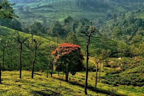 6 Best Places To Visit In Ooty In 1 Day Wildlifezones