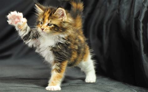 Anggora merupakan kelompok kucing alami yang tertua di dunia. Open Minda: SENARAI Baka Kucing Berbulu Paling Lebat Dan ...