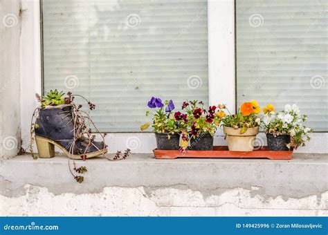 Decorative Creative Flower Pots On The Window Stock Photo Image Of