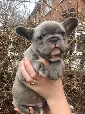We are located in the sunny state of florida. Baby French bulldogs puppies reg breeder - AKC Reg ...