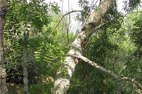 Um recurso natural obtido através da coleta que pode ser usado para modificar materiais através da alquimia. Parque Biologico de Gaia - Freixo
