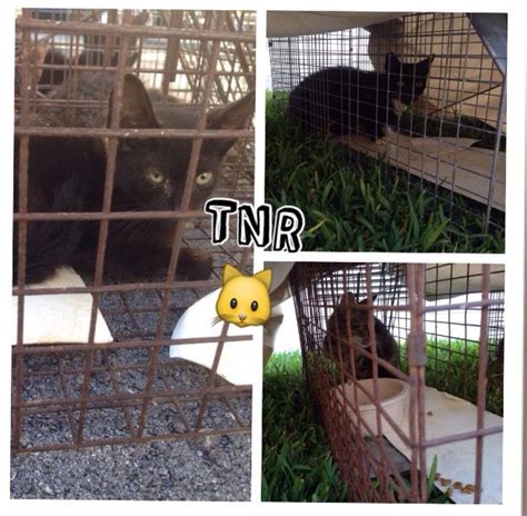 What Is Tnr Trap Neuter Release Is The Process Of Humanly Trapping