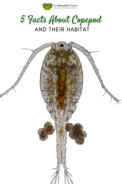 Copepods Are More Than Just A Funny Name Are You Familiar With