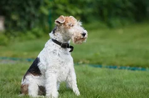 Wire Fox Terrier Grooming Anything Terrier