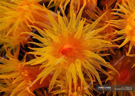 Close Up View Of Orange Cup Coral Underwater — Beauty In Nature