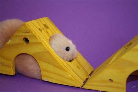 15 Interesting Facts About Hamsters Ohfact