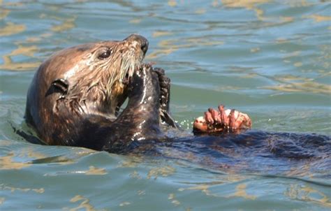 Otter Eating Crab Picture Of Sub Sea Tours And Kayaks Morro Bay