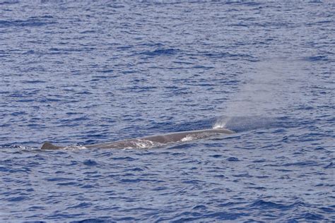 Physeter Macrocephalus Sperm Whale In France Flickr