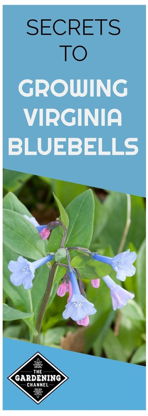 There is an incredible demand to buy weed plants for sale online in virginia and we need help. Learn how to plant Virginia Bluebells in your flower ...