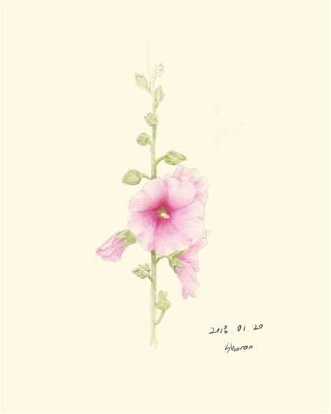 Rose Of Sharon By Sharon Watercolor Ipad Pro Procreate