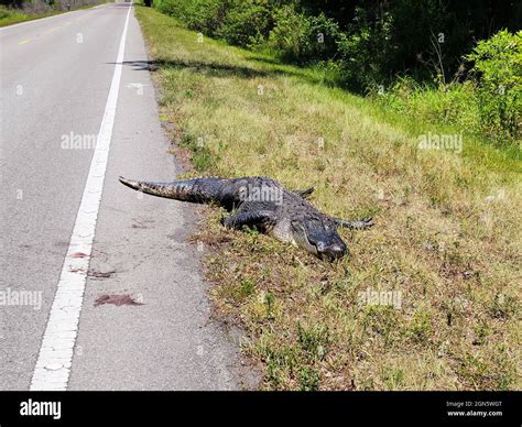 Dead Alligator On Country Road In Florida Stock Photo Alamy