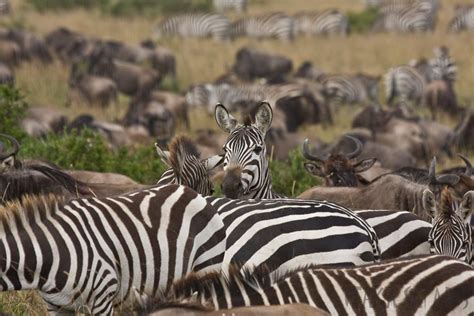 Your African Safari Zebras African Safari Tanzania Safari