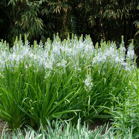 Soft Blue Camassia Cusickii Bulbs For Sale Wild Hyacinth Easy To