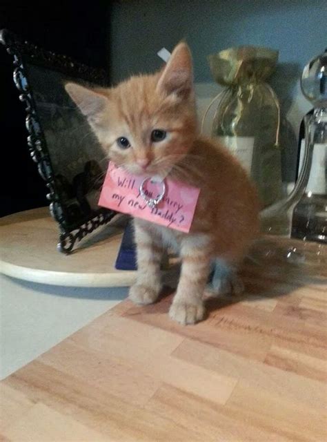 Use our warrior cats name generator to create a unique warrior cat name. Reddit romeo uses kitten in most adorable proposal ever ...