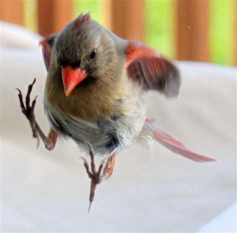 Friday Fun Photo Jumping Cardinal Birds And Blooms