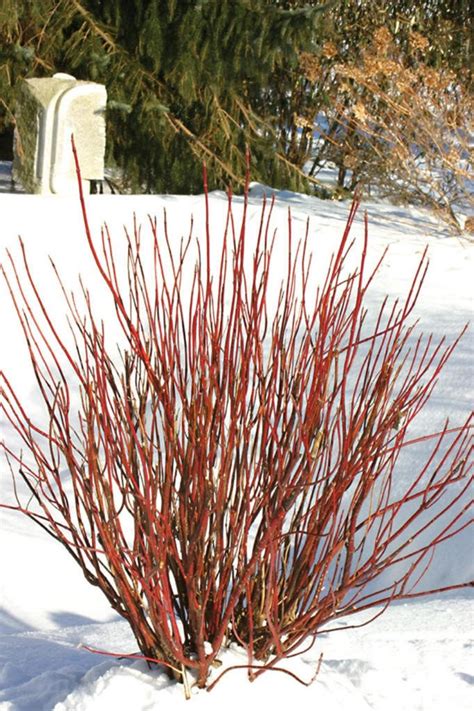 20 Red Twig Dogwood American Red Osier Shrub White Flower Cornus