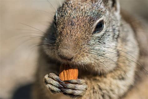 Squirrel Eating Nut Stock Photo Image Of Sitting Cute 96944132