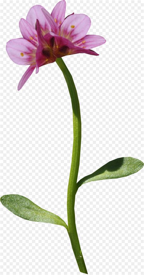 Pngtree bietet ihnen 568 freie transparent hintergrund, fotos, vektoren, banner und alle diese transparent hintergrund ressourcen stehen auf pngtree zum kostenlosen download zur verfügung. Blume Symbol - Kreative floral-Muster-Blumen-hintergrund ...
