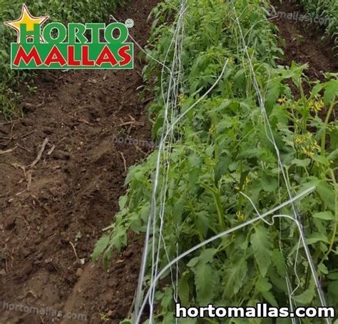 Tomato Twine02 Hortomallas™ Supporting Your Crops®