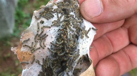 Outbreak Of Poisonous Browntail Moth Caterpillars Plagues Maine The