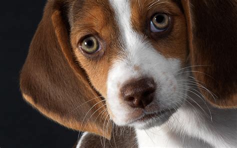 Beagle Puppy Full Hd Wallpaper And Background Image 1920x1200 Id219211