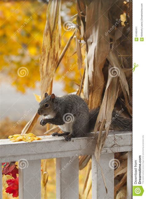 A Hungry Squirrel Eating The Corn From A Decorative Corn Stalk Stock