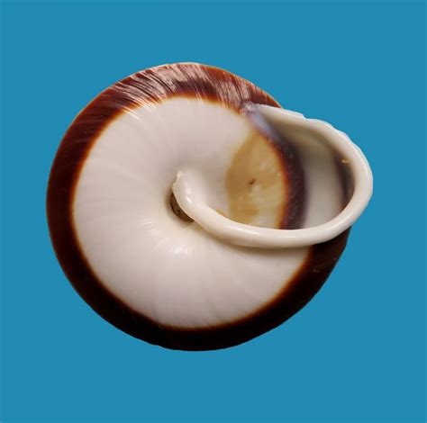 Главная улитки улитки караколус сагемон (caracolus sagemon). terrestre: caracolus sagemon??????