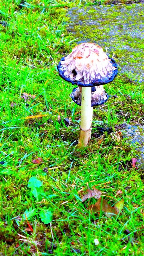 There Are Fairies At The Bottom Of My Garden There Are Flickr