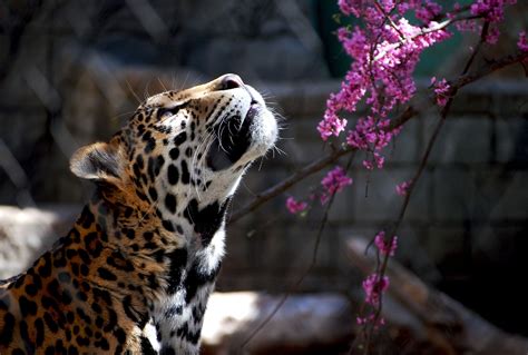 Jaguar Wild Cat Wallpaper 2048x1379 169583 Wallpaperup