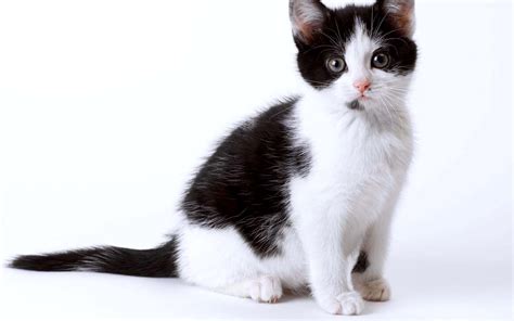 Black And White Kitten Wallpapers Top Free Black And White Kitten