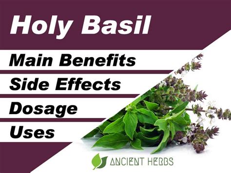 Holy Basil Benefits Uses Dosage And Side Effects