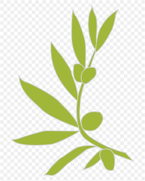Logo Olive Branch Png 724x1024px Logo Branch Drawing Flora Grass