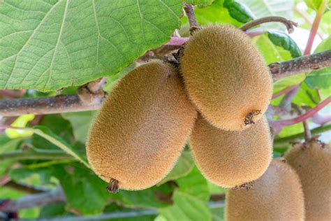 Saanichton Fuzzy Kiwi Isons Nursery And Vineyard