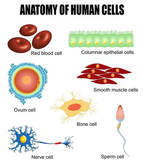 Human Cells Different Types Of Cells Found In Our Body Cellbiology
