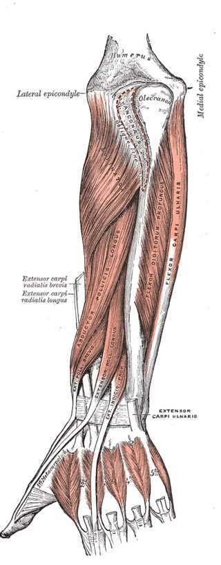 Figure Muscles Of The Forearm Wrist Statpearls Ncbi Bookshelf