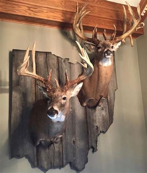Pin By Cortney Martin On Whitetail Mounts Deer Hunting Decor Deer