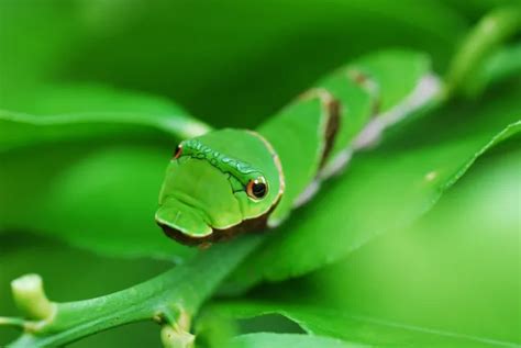 Green Caterpillar On Green Leaves 2k Wallpaper Download