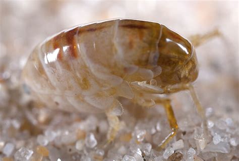 Sand Flea Bites Control Sand Fleas In New England
