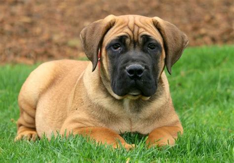 Beauty Boerboel South African Puppy For Sale Keystone Puppies