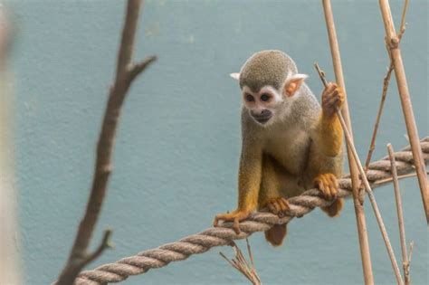 Squirrel Monkey Newquay Zoo