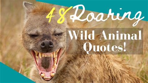 48 Roaring Wild Animal Quotes Youtube