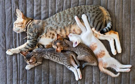 Beautiful cats and kittens picture and wallpaper. For Mother's Day: 25 Pictures Of Mama Cats And Their ...