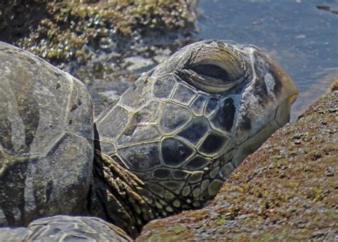 IMG SX MAR Honu Green Sea Turtle Kaloko Honoko Flickr