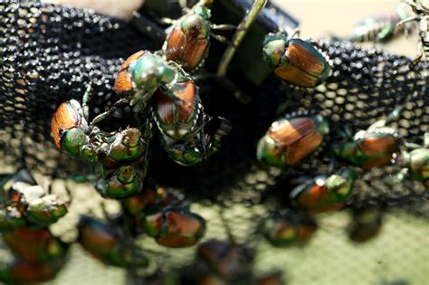 Expect High Numbers Of Japanese Beetles This Year Mu Extension