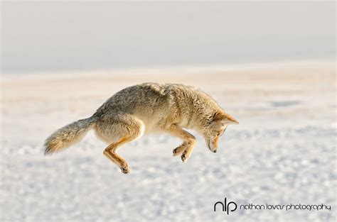Coyote Pouncing In Snow Lovas 1590 Nathan Lovas Photography