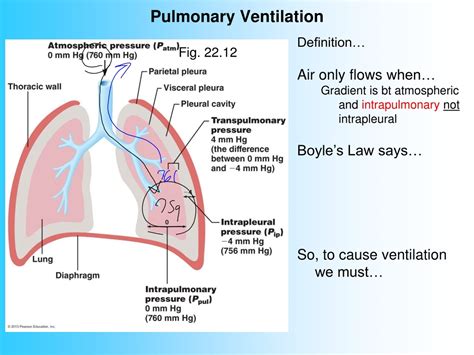Ppt Respiratory System Anatomy Powerpoint Presentation Free Download