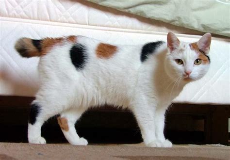 Manx Cat Bobtail Cat Cute Cat Breeds American Bobtail Cat