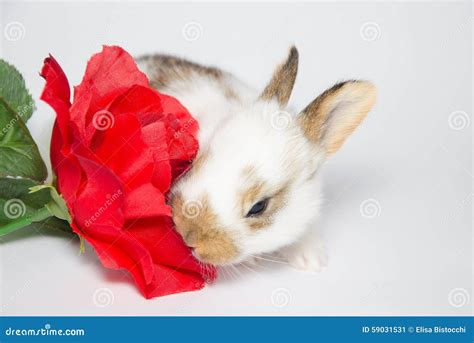Sweet Baby Bunny Eating Red Rose Stock Photo Image 59031531